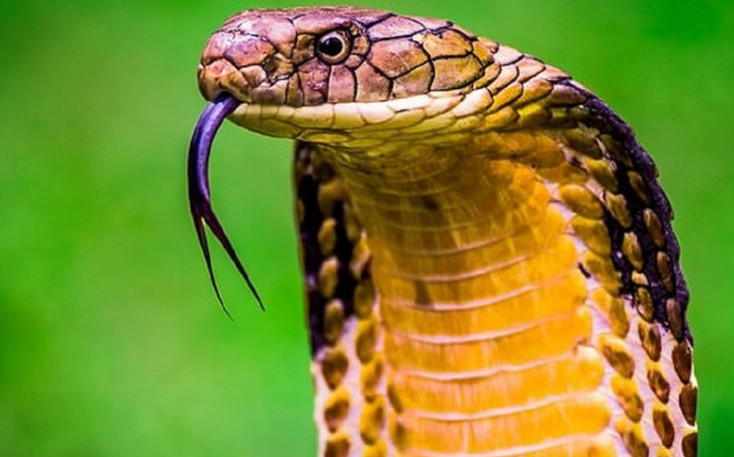 Mơ thấy rắn đuổi mang ý nghĩa gì
