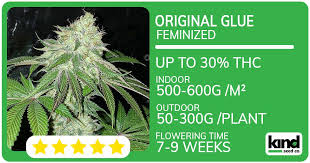 The Ultimate Guide to gg4 autoflower Growing, Features, and Tips