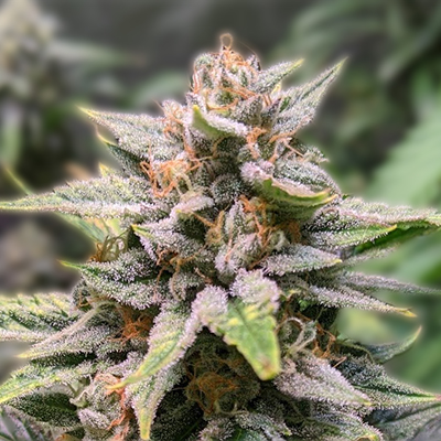 The Ultimate Guide to gg4 autoflower Growing, Features, and Tips